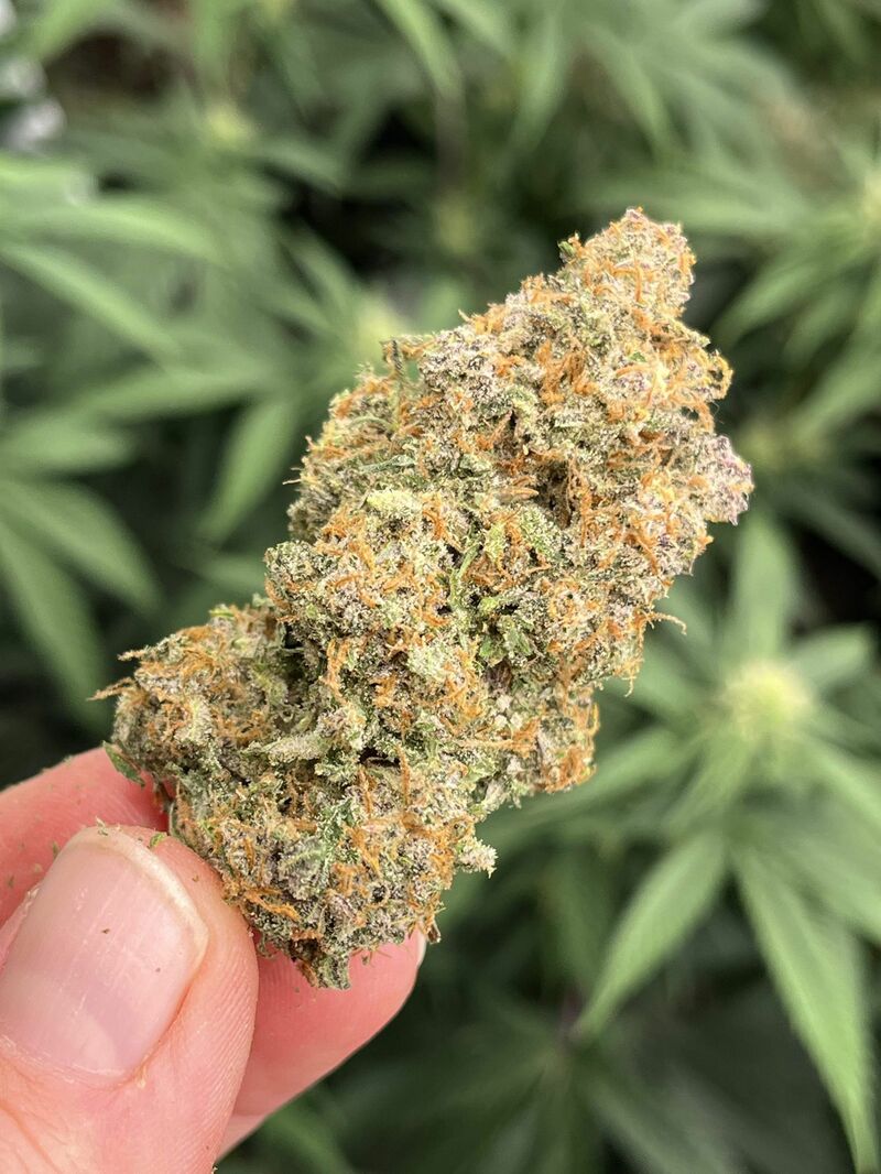 Sour Jealousy Auto, Фасовка: 3, изображение 22